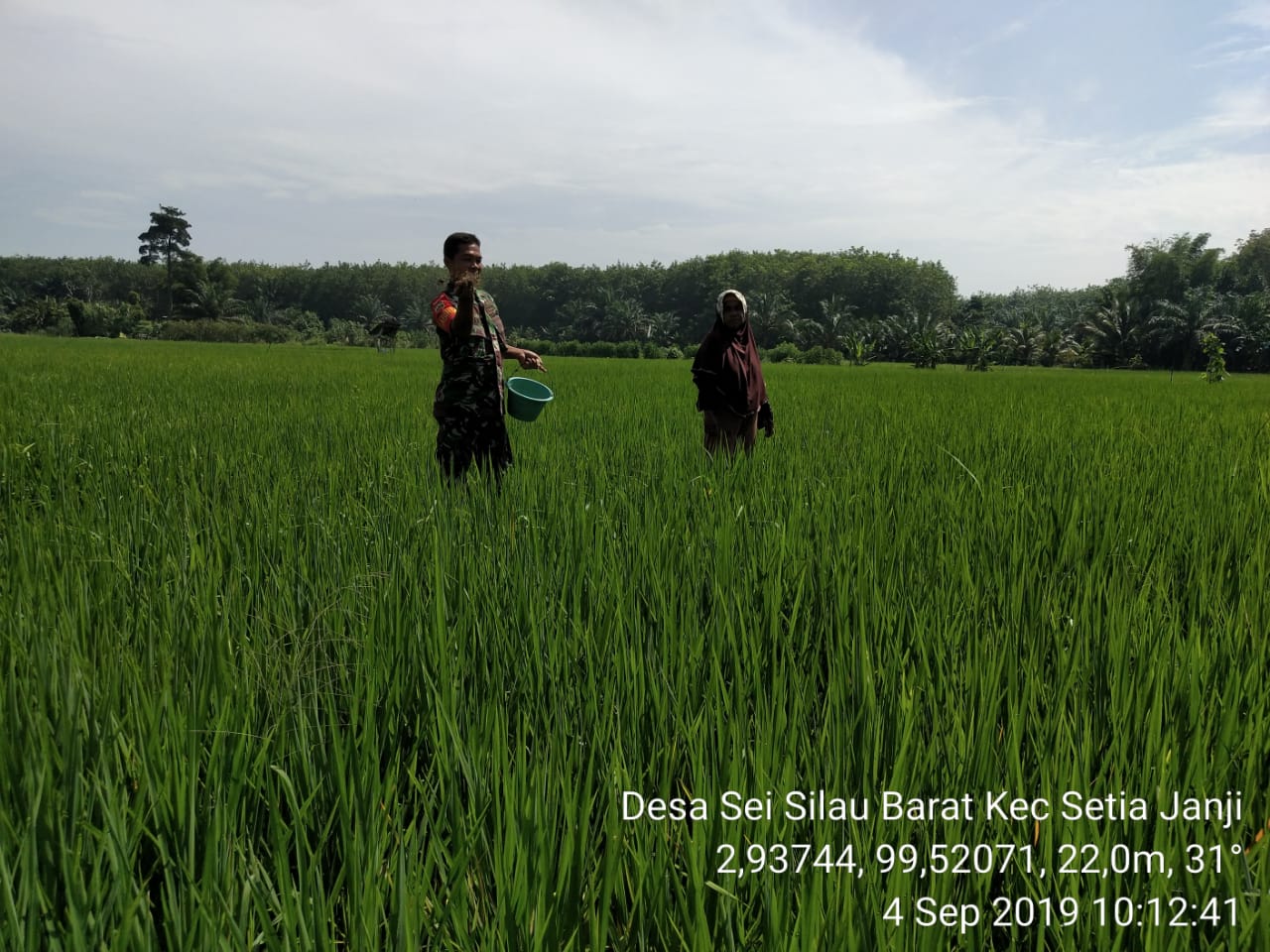 Turut Serta Merawat Padi, Babinsa Koramil 13/BP Bantu Petani Memupuk